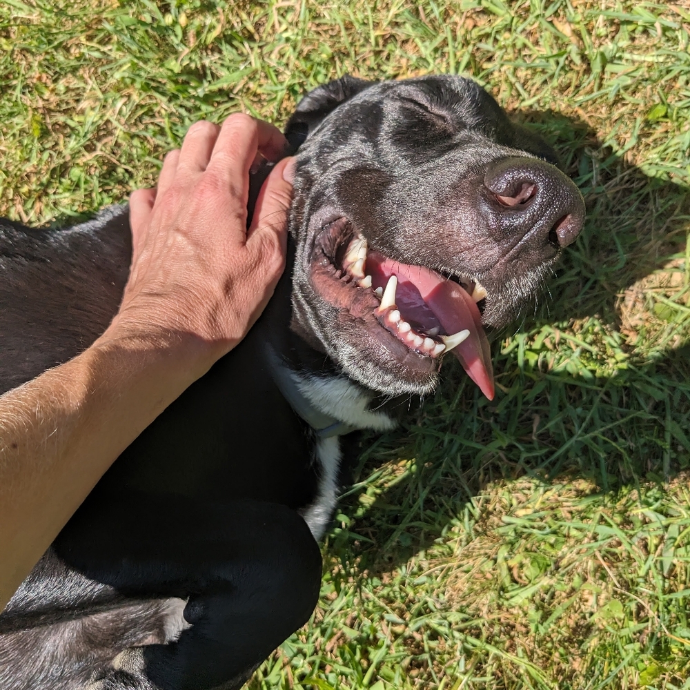 Doggo photos Follow Game! 💕🐾